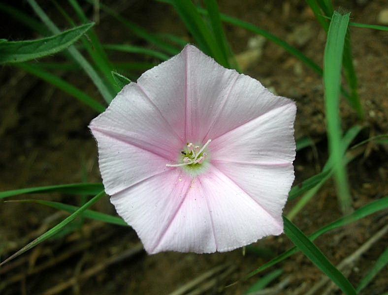 Convolvulus cantabrica / Vilucchio bicchierino